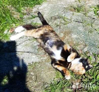 Трехцветная кошечка с зелёными глазами ищет дом