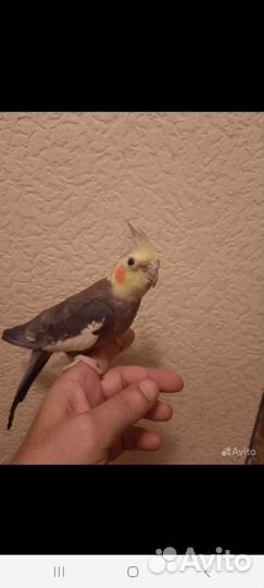 Попугаи кореллы ручные