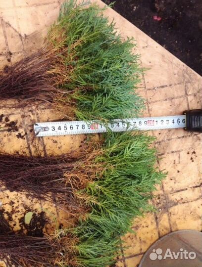 Туя для изгороди / восточная