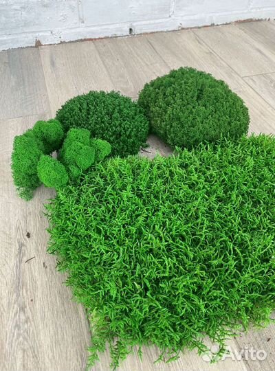 Стабилизированный мох