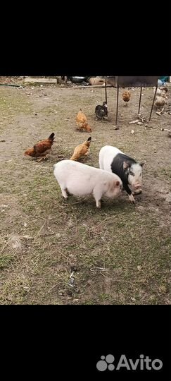 Вьетнамские поросята