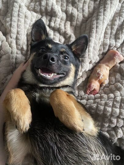 Передержка животных, зооняня