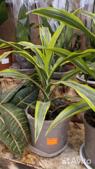 Драцена,комнатные растения