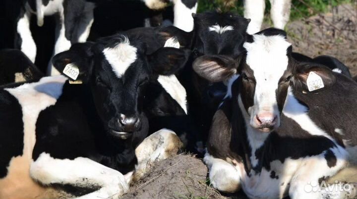 Бычки,телята