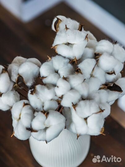 Хлопок 10 веток