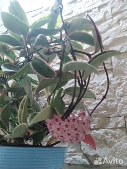 Хойя Krimson gveen и много других