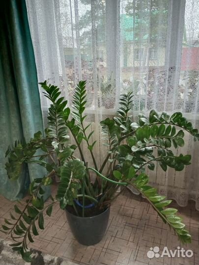 Замиокулькас