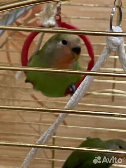 Попугаи неразлучники