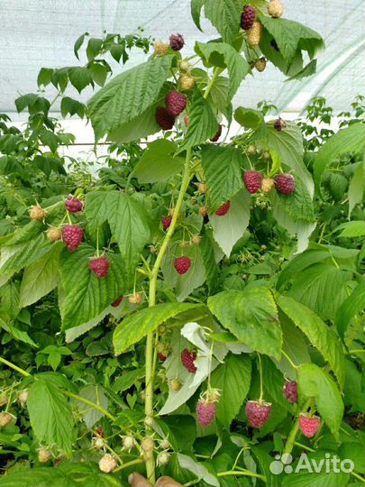 Малина Рассаду на Весну