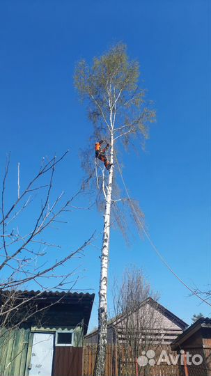 Спилить дерево