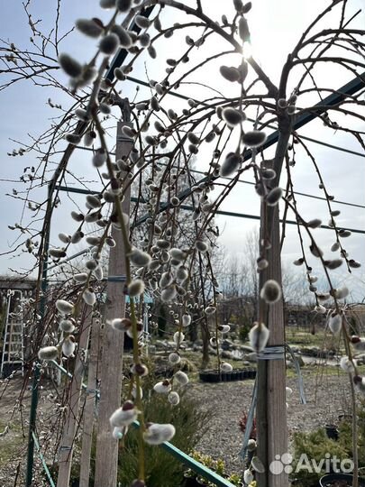 Деревья на штамбе