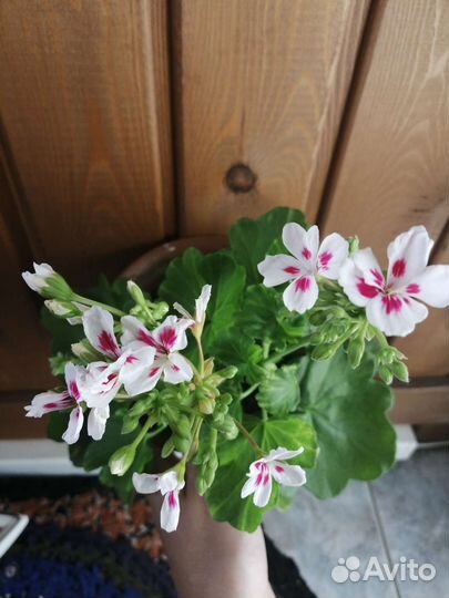 Герань пеларгония