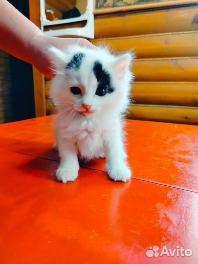 Котята в добрые руки бесплатно