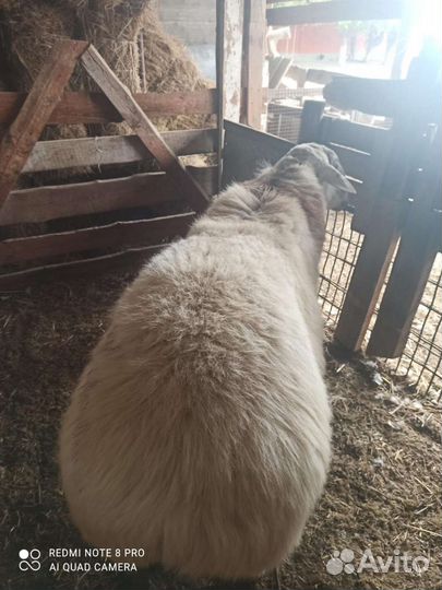 Гусарский баран