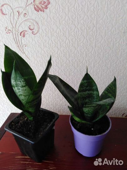 Сансевиерия ханни