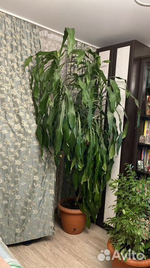 Пальма юкка