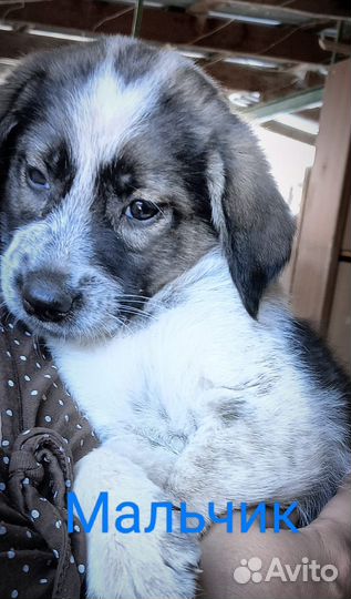 Отдам в хорошие руки