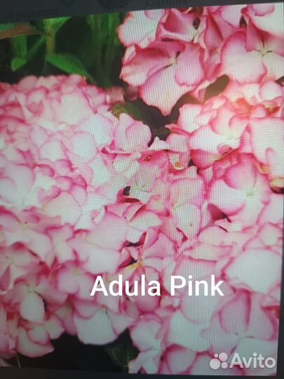 Гортензия крупнолистная саженцы