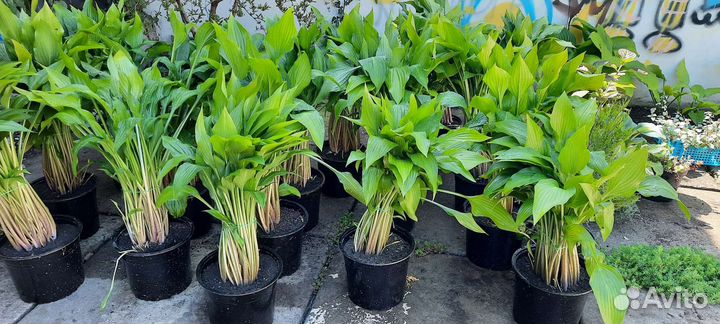 Хоста растение