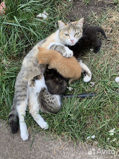 Котята в добрые руки бесплатно