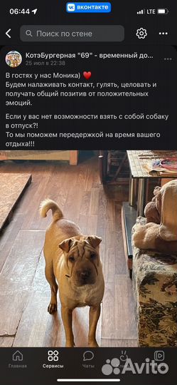 Передержка кошек и собак