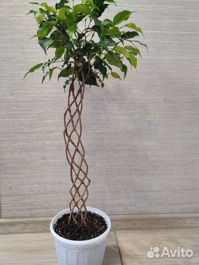 Фикус бенджамина