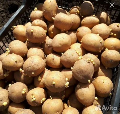Семенной сортовой картофель