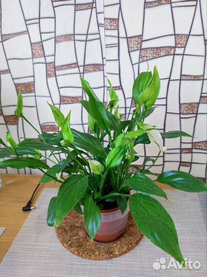 Спатифиллум