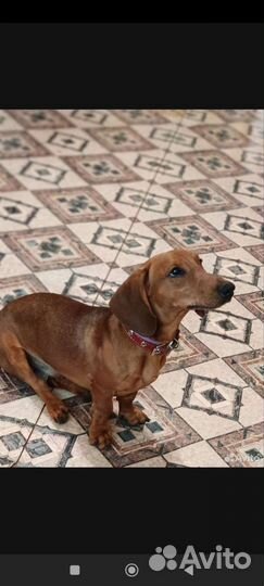 Собаки бесплатно маленькие