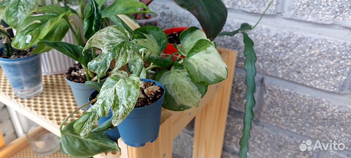 Эпипремнум пиннатум вайт