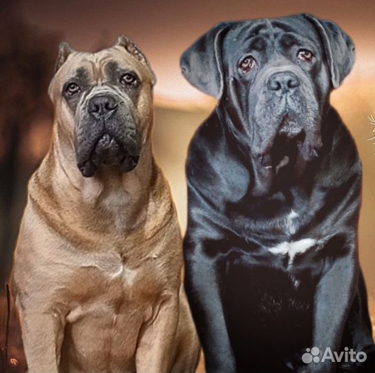 Щенки кане корсо