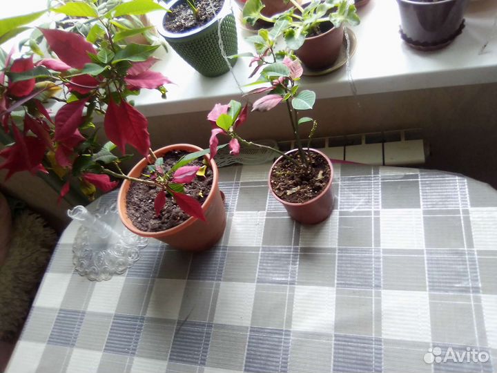 Комнатные цветы разные с горшком