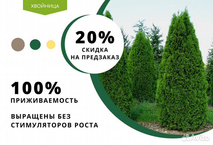 Туи крупномеры 8 м