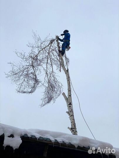 Спилить дерево, спил деревьев, расчистка участка