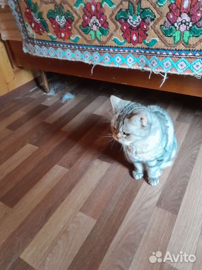 Шотландская прямоухая кошка