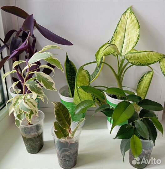 Комнатные растения и цветы