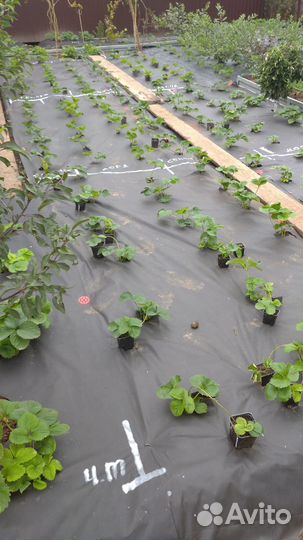 Рассада клубники