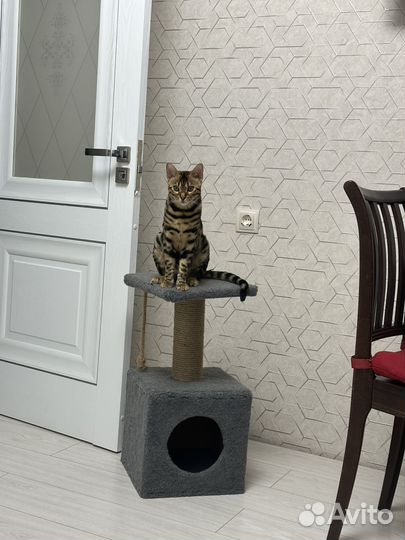 Продам кошечку Бенгал
