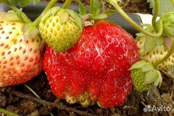 Рассада крупноплодный клубники