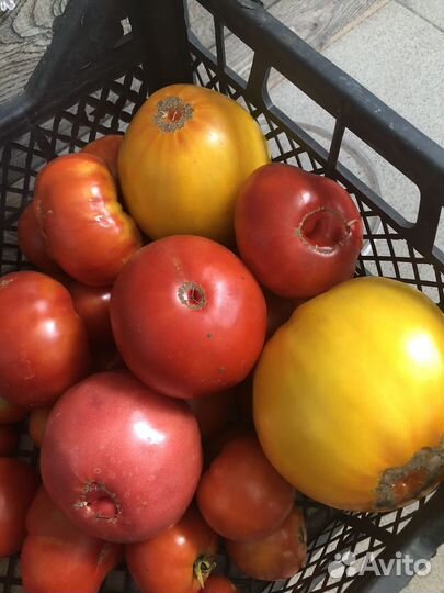Помидор