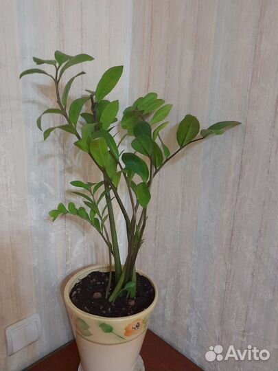 Замиокулькас