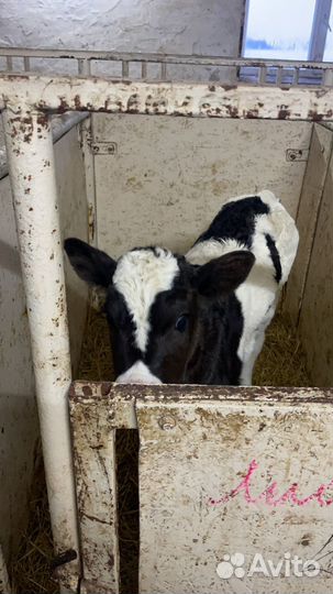 Телята симменталы