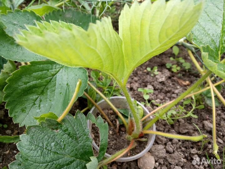 Рассада клубники