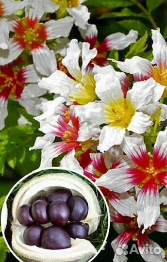 Чекалкин орех