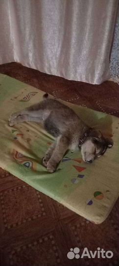 Милые щенки ищут дом