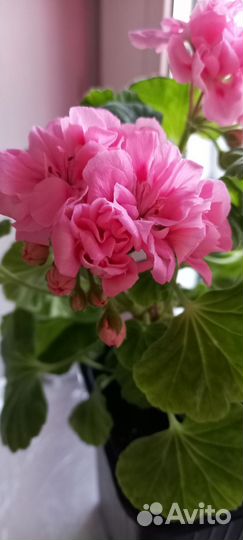 Герань пеларгония