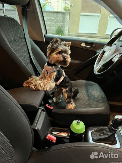 Йоркширский терьер мини беби фейс вязка