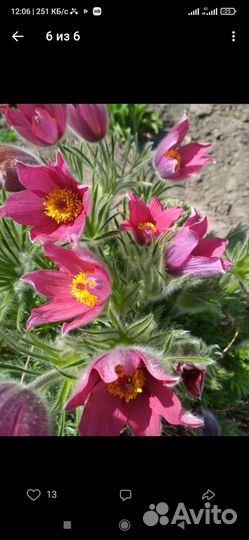 Прострел, двухлетнее растение