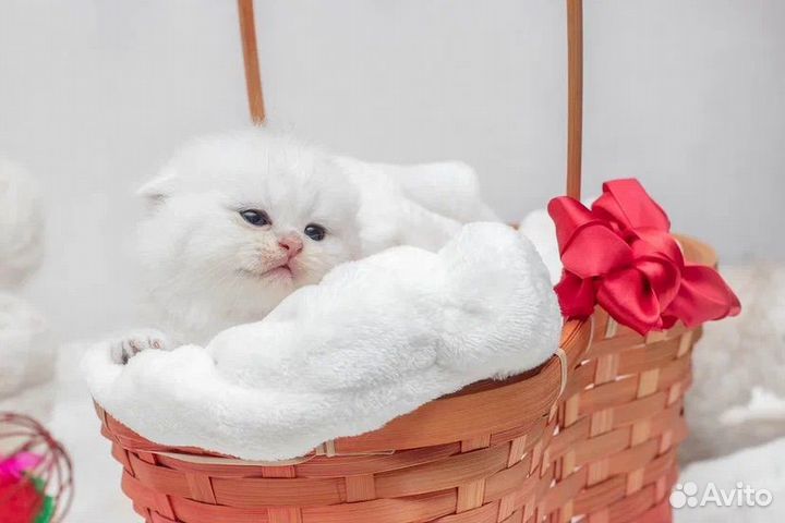 Шотландские котята