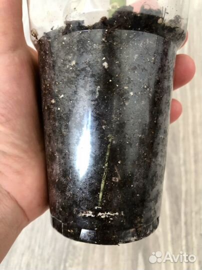 Диффенбахия Каммила